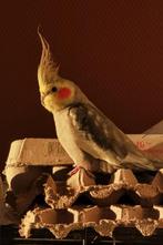 Valkparkiet (niet meer beschikbaar), Dieren en Toebehoren, Vogels | Parkieten en Papegaaien, Mannelijk, Parkiet