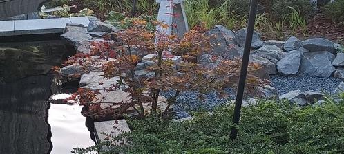 Acer palmatum Atropurpureum, Tuin en Terras, Planten | Struiken en Hagen, Struik, Esdoorn, Minder dan 100 cm, Ophalen
