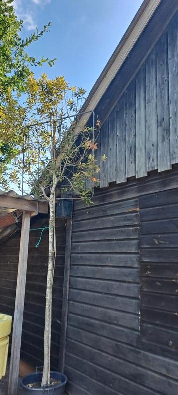 Lei steeneik beschikbaar voor biedingen