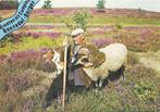 D37 Gelopen Ansichtkaart Borger Camping Hunzedal, Ophalen of Verzenden, 1960 tot 1980, Gelopen