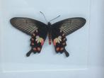 vlinder Pachiliopta Aristolochiae, Ophalen of Verzenden, Nieuw, Insect, Opgezet dier