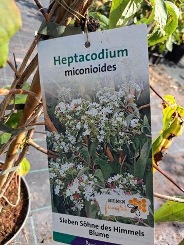 Heptacodium miconioides, zevenzonenboom, struikvorm 100cm beschikbaar voor biedingen