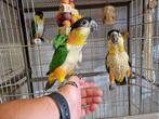 Tamme Caiques jong en volwassen zwartkop en roestkop caique!, Dieren en Toebehoren, Vogels | Parkieten en Papegaaien, Meerdere dieren