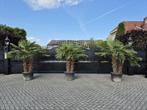 Trachycarpus fortunei winterharde palmbomen meerstammige, Lente, 100 tot 250 cm, Palmboom, Ophalen