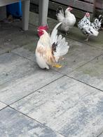 2  serena kippen, Dieren en Toebehoren, Pluimvee, Vrouwelijk, Kip