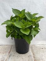 Boeren hortensia’s, Tuin en Terras, Planten | Tuinplanten, Ophalen, Zomer, Overige soorten, Halfschaduw