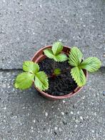 🍓 Biologische bosaardbei 8 st. Fragaria vesca wilde aardbei, Ophalen, Volle zon, Vaste plant, Zomer