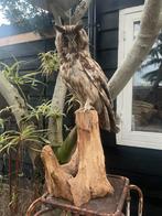 Opgezette vogel taxidermie mancave, Verzamelen, Ophalen of Verzenden, Zo goed als nieuw, Vogel, Opgezet dier