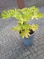 Te koop fatsia japonica hoogte is ongeveer 65 cm, Tuin en Terras, Planten | Tuinplanten, Ophalen, Overige soorten, Halfschaduw