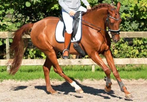 Bijrijder gezocht, Dieren en Toebehoren, Stalling en Weidegang