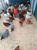 Leghennen, sier- en krielkippen, grote keuze, Vrouwelijk, Kip