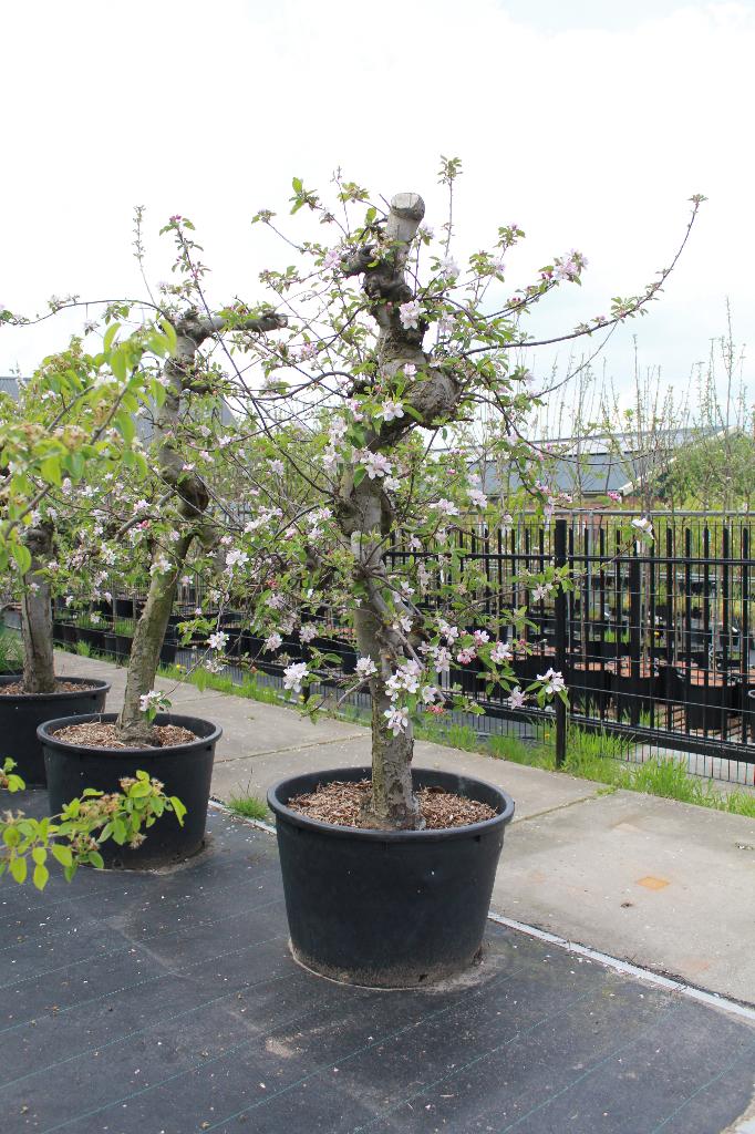 Aanbieding oude fruitbomen Saint Remy, Gieser en Elstar, Lente, Volle zon, Perenboom, Ophalen of Verzenden