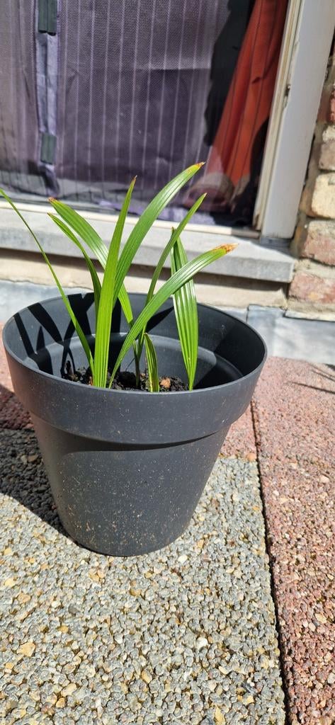 Te koop: Palmboomp stekjes Trachycarpus fortunei, Minder dan 100 cm, Zomer, Palmboom, Ophalen