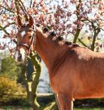 5 jarige D-pony, Dieren en Toebehoren, Pony's, Ruin, Zadelmak, 3 tot 6 jaar, Recreatiepony