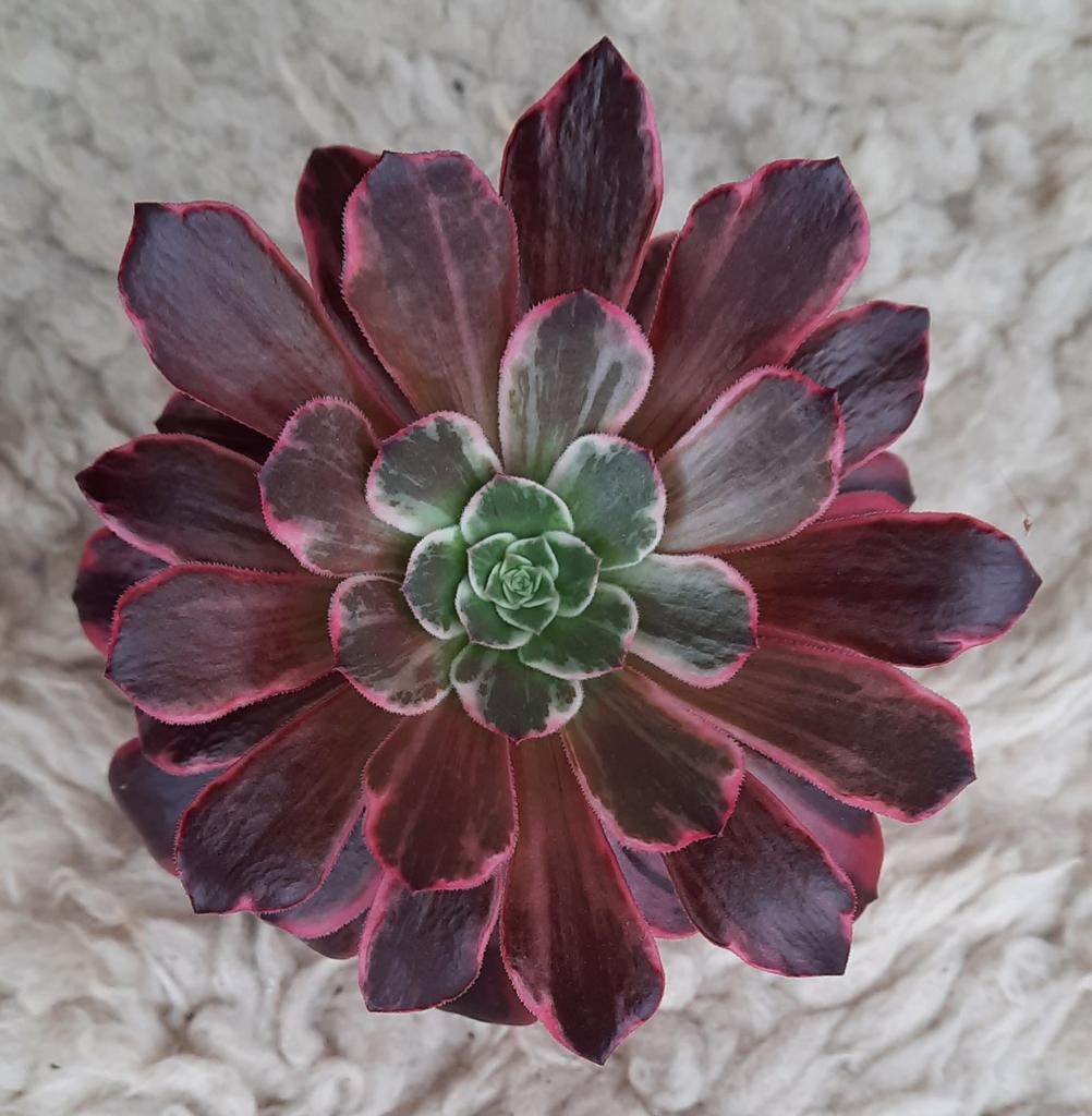 Aeonium Wedding Dress, Vetplant, Ophalen of Verzenden, Minder dan 100 cm, Bloeiende kamerplant
