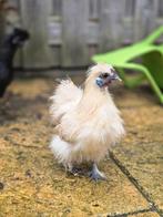 Zijdehoender kriel haantje, Dieren en Toebehoren, Pluimvee, Mannelijk, Kip