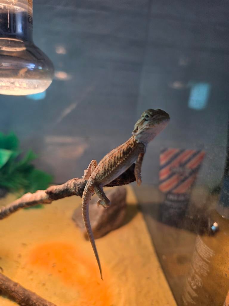 Jonge baardagaam (12-02) Bearded Dragon - unknown for sale from Martin