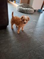 Toy poedel pup, Dieren en Toebehoren, Honden | Chihuahua's en Gezelschapshonden, Poedel, Nederland, Reu, 8 tot 15 weken