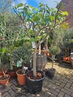 Vijgboompjes vanaf 27,50, Tuin en Terras, Planten | Fruitbomen, Ophalen of Verzenden, Minder dan 100 cm, Overige soorten, Lente