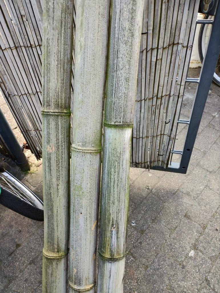 Bamboe palen, gespleten, 2 meter hoog, Ophalen, Gebruikt, Overige materialen, Overige typen