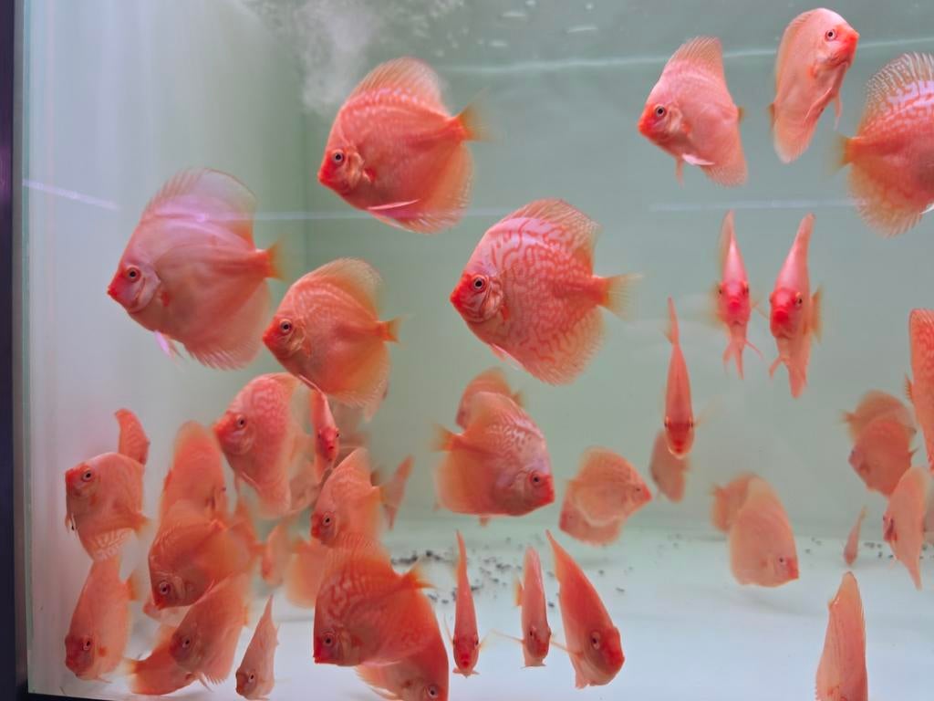 Discusvissen, Dieren en Toebehoren, Vissen | Aquariumvissen, Vis, Zoetwatervis, Schoolvis