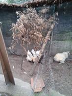 Te koop sierkippen 0657246852., Meerdere dieren, Kip