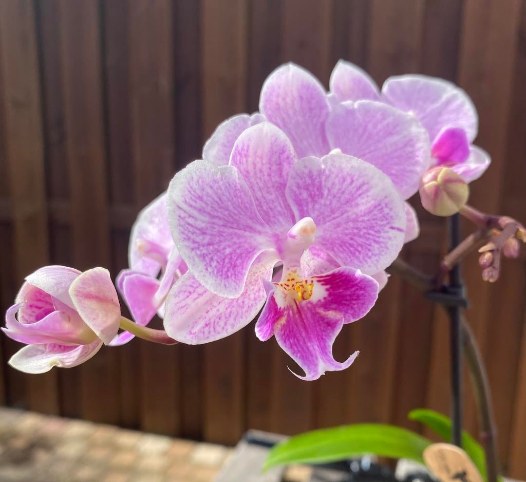 Uitgebloeide orchideeen gezocht, Ophalen of Verzenden, Halfschaduw, Minder dan 100 cm