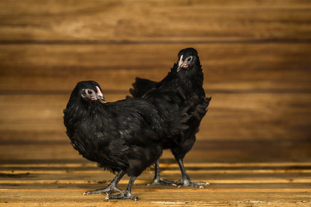 Australorp kriel | Rustige kippen | Jonge ingeënte kippen, Dieren en Toebehoren, Pluimvee, Kip, Vrouwelijk