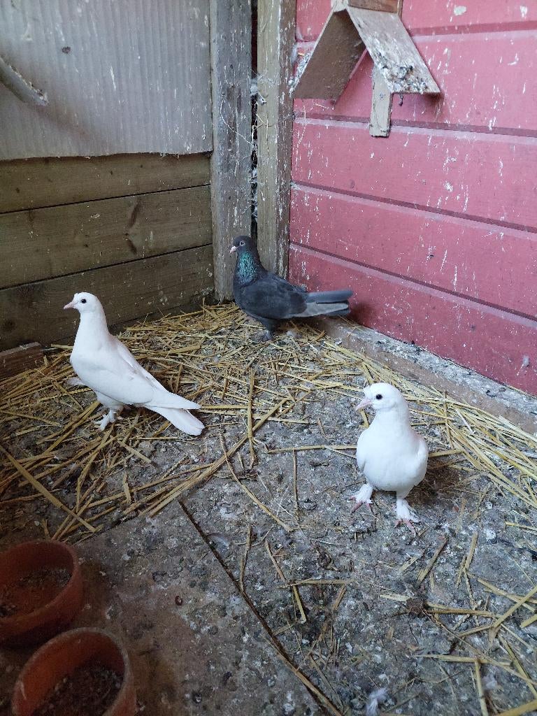 Takla, Vrouwelijk, Tuimelaar of Roller