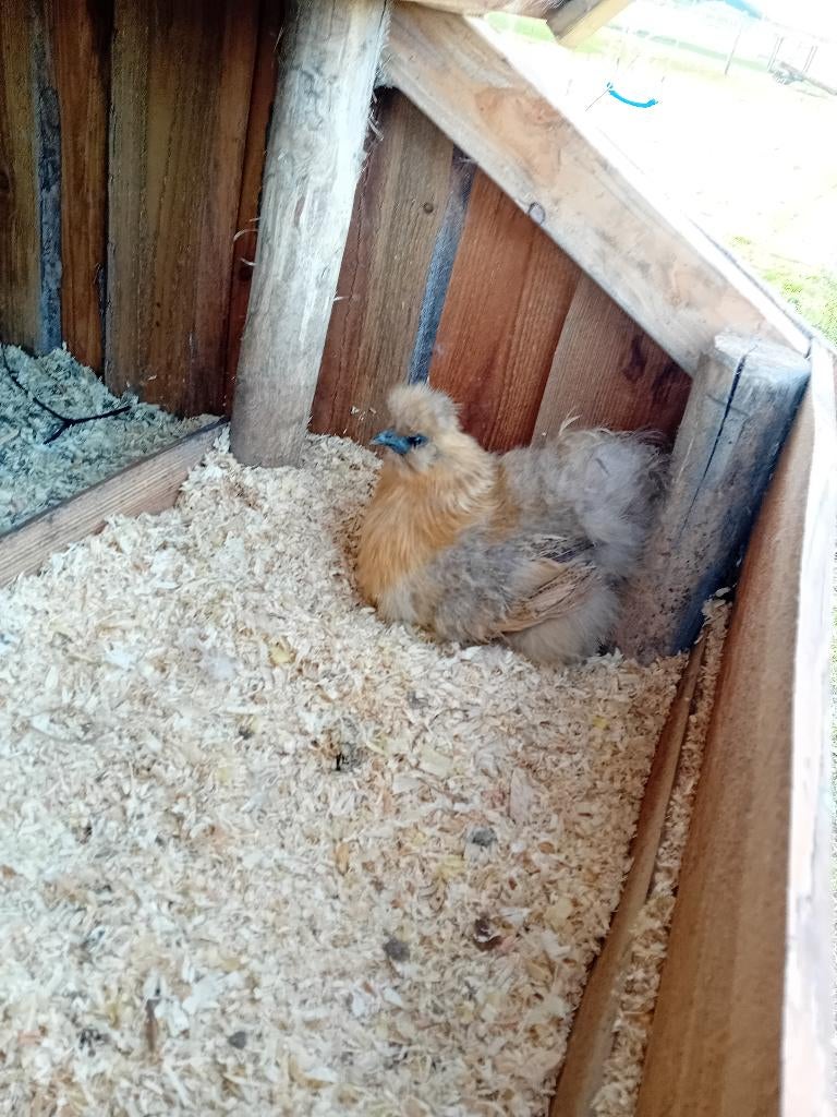 Broedeieren zijdehoen, Dieren en Toebehoren, Pluimvee, Kip, Geslacht onbekend