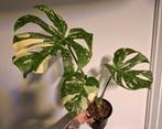 Monstera Thai constellation, Huis en Inrichting, Kamerplanten, Ophalen