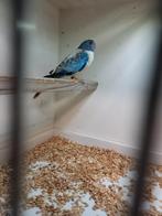 splendid opaline pop parkiet parkieten, Dieren en Toebehoren, Vrouwelijk, Parkiet, Geringd