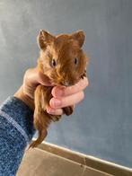 Cavia beertje, Dieren en Toebehoren, Knaagdieren, Februari, Mannelijk, Cavia