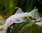Algeneter snow white shortfin gezocht, Dieren en Toebehoren, Vis, Zoetwatervis