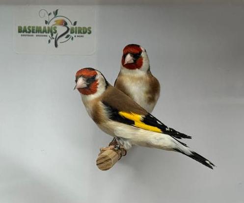 Majoor putters - carduelis carduelis, Dieren en Toebehoren, Meerdere dieren, Wildzangvogel, Geringd