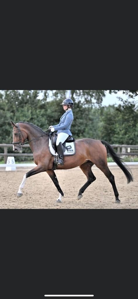 Te koop zeer betrouwbare merrie, Dieren en Toebehoren, Paarden, Merrie, ZZ, Met stamboom, Dressuurpaard