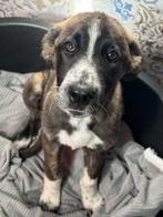 ACE: Manna, wie helpt haar vooruit in het leven?, Dieren en Toebehoren, Honden | Niet-rashonden, Particulier, 8 tot 15 weken, Buitenland