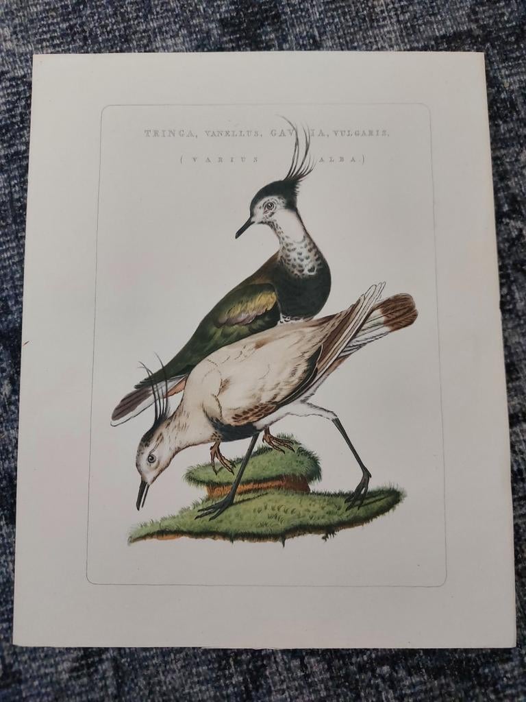 Antieke prent van vogels - Tringa, Vanellus, Gavila, Ophalen of Verzenden