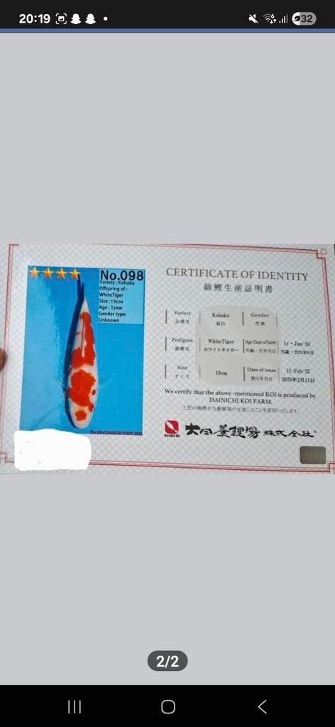 Kohaku, Karper of Koi