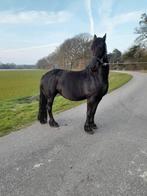 Te koop drachtige fries, Merrie