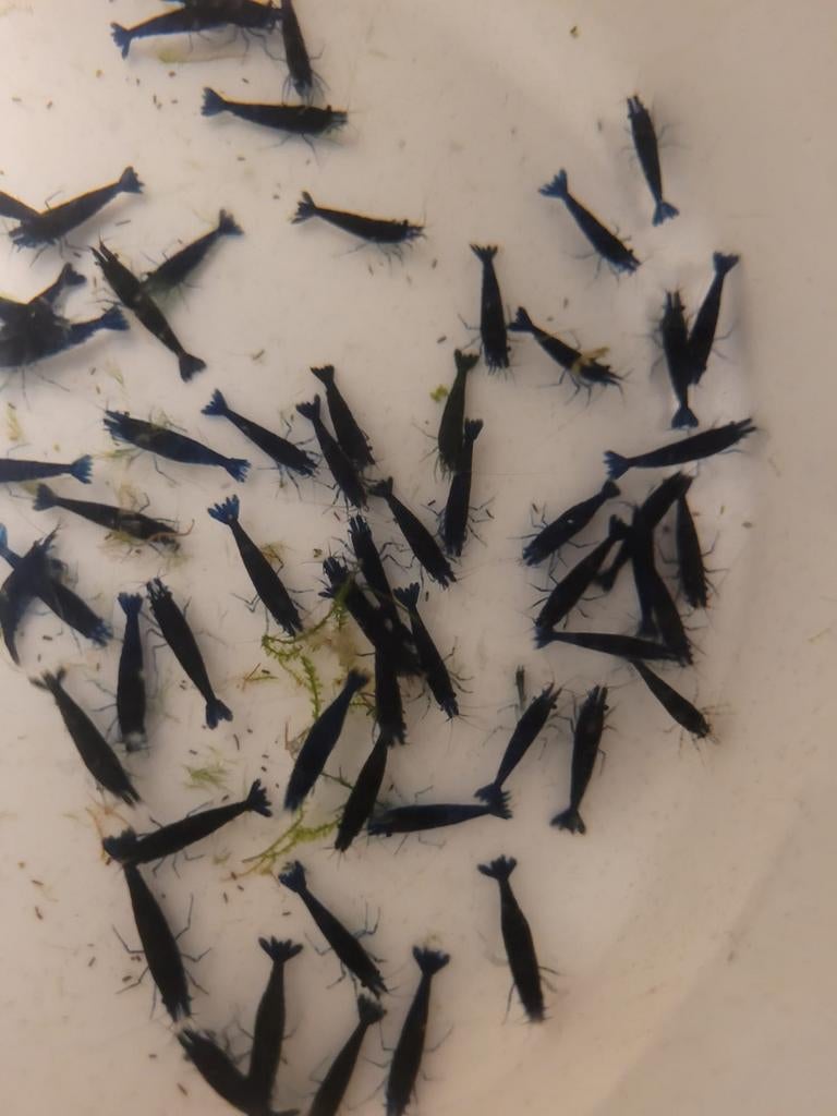 Hobbyaquarium  Blue davidi Sapphire  Zon 19 April 12/17u, Kreeft, Krab of Garnaal, Zoetwatervis, Schoolvis