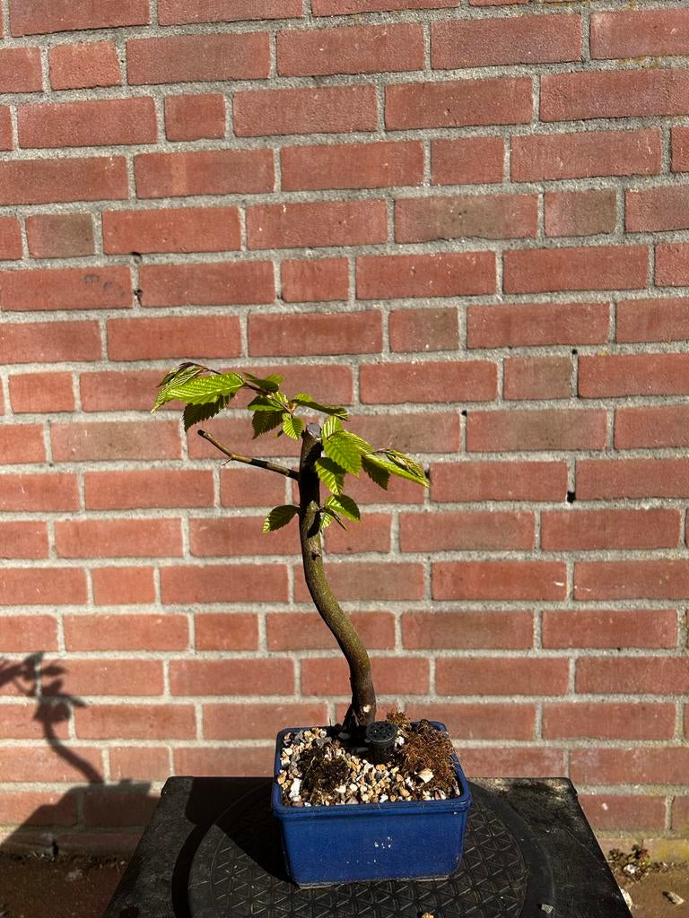 Beuk pre-bonsai, Volle zon, Vaste plant, Bloeit niet, Ophalen