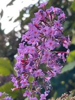 Vlinderstruik. Gif rij gekweekt. Voor vlinders en bijen, Tuin en Terras, Planten | Tuinplanten, Ophalen, Overige soorten, Volle zon