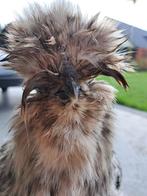 Usa zijdehoen kuikens, Dieren en Toebehoren, Geslacht onbekend, Kip