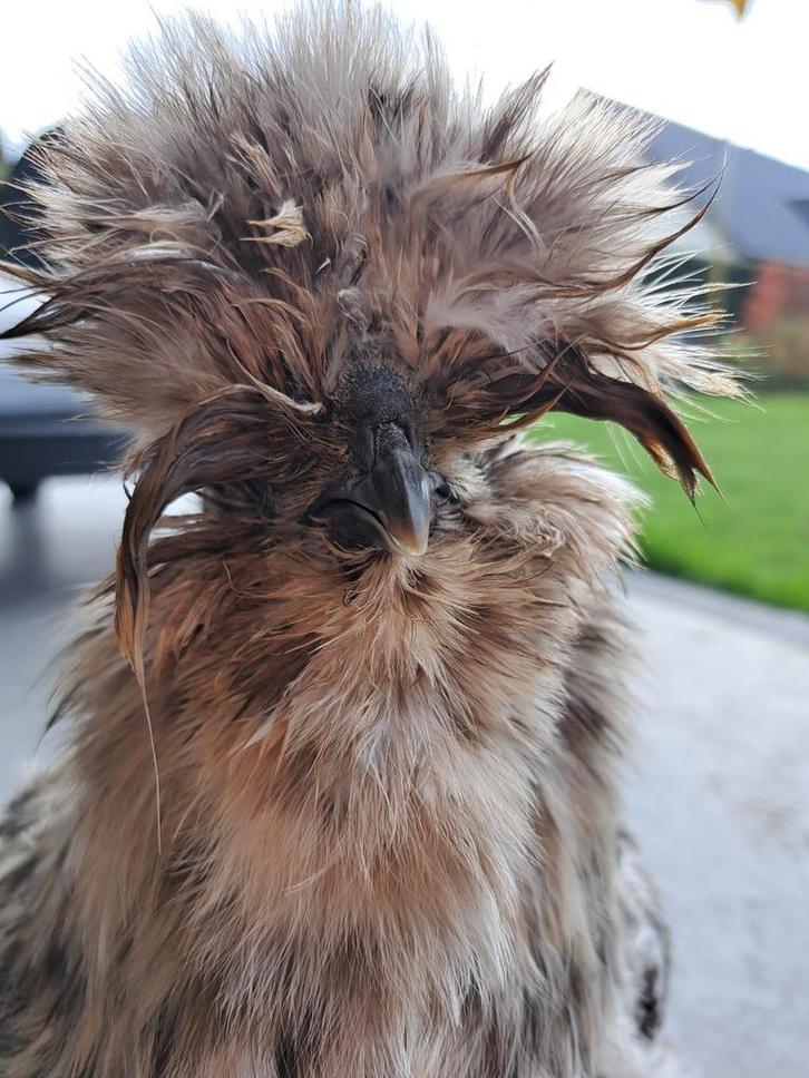 Usa zijdehoen kuikens, Dieren en Toebehoren, Pluimvee, Kip, Geslacht onbekend