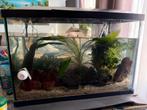 Aquarium 60L + Meerval Vis + toebehoren, Ophalen of Verzenden, Zo goed als nieuw