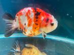 Ranchu goudvis, Vis, Zoetwatervis