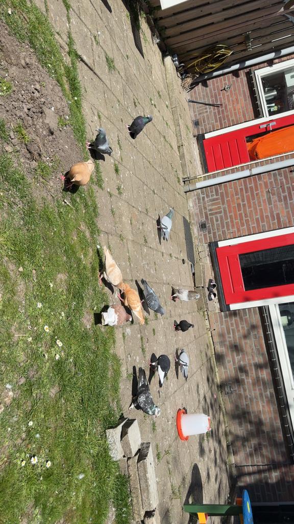 Duifen, Dieren en Toebehoren, Vogels | Duiven, Meerdere dieren, Kropper