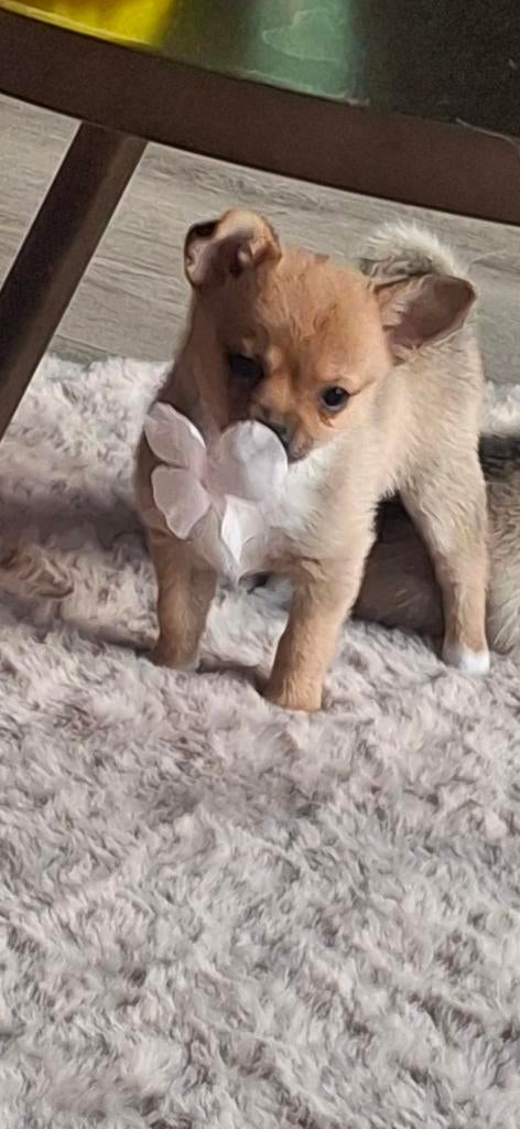 Prachtige lieve Pomchi pups pup puppy vrouwtjes💝💝, 8 tot 15 weken, Teef, Parvo, Meerdere