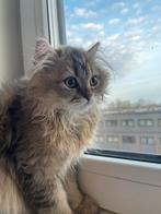 Exclusieve Maine Coon kitten, Kater, Ontwormd, 0 tot 2 jaar